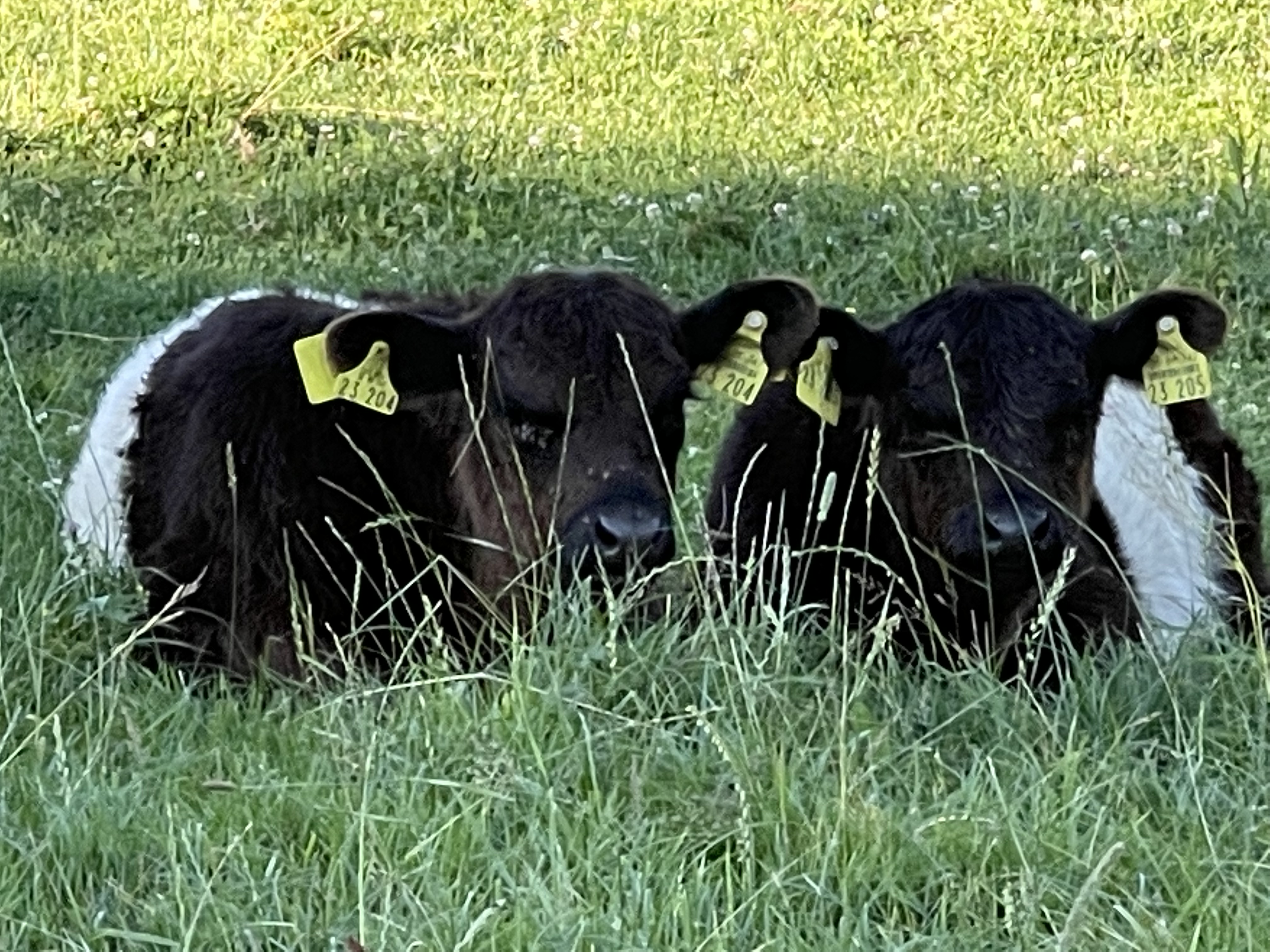 Galloway Rind im Freien