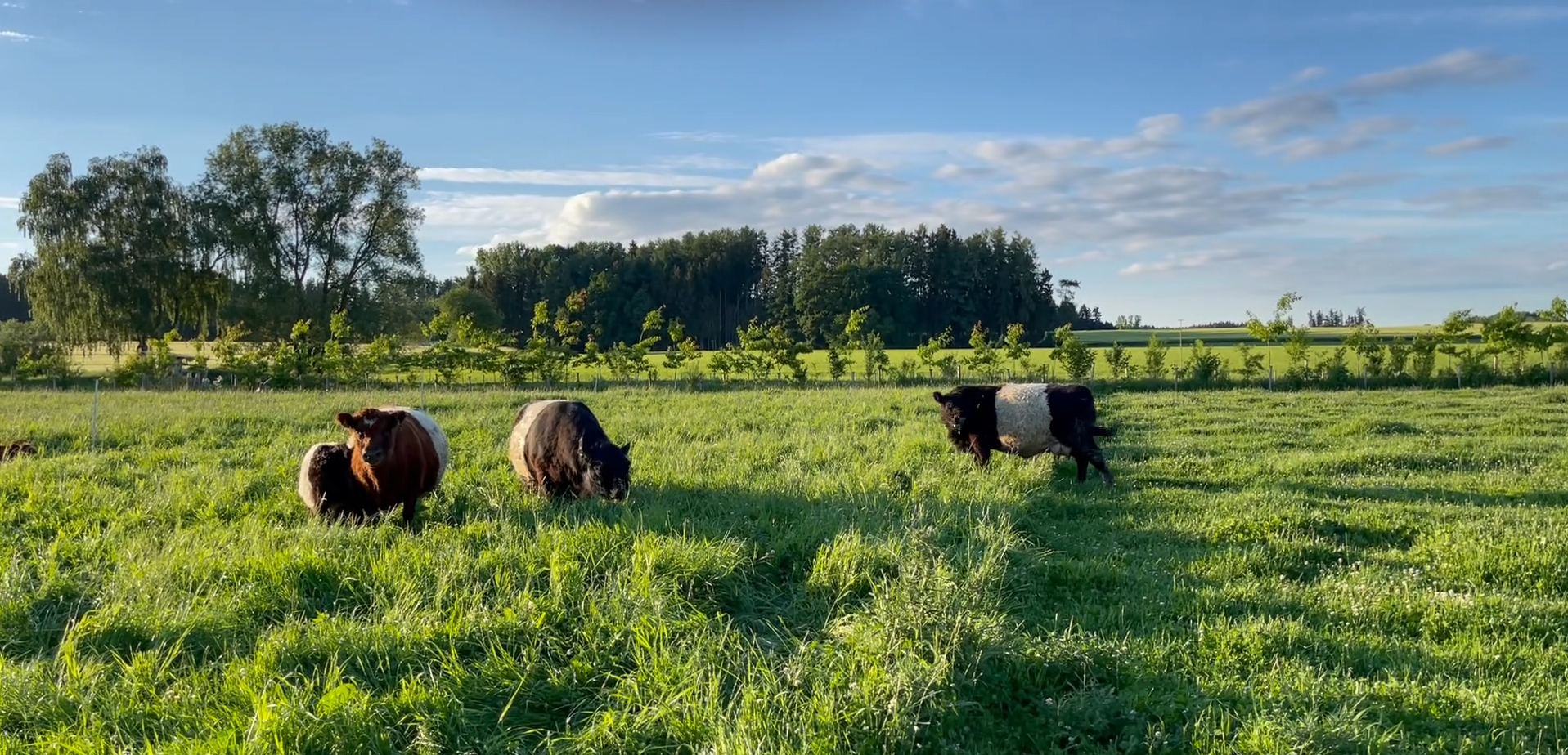 Galloways Agawang Banner