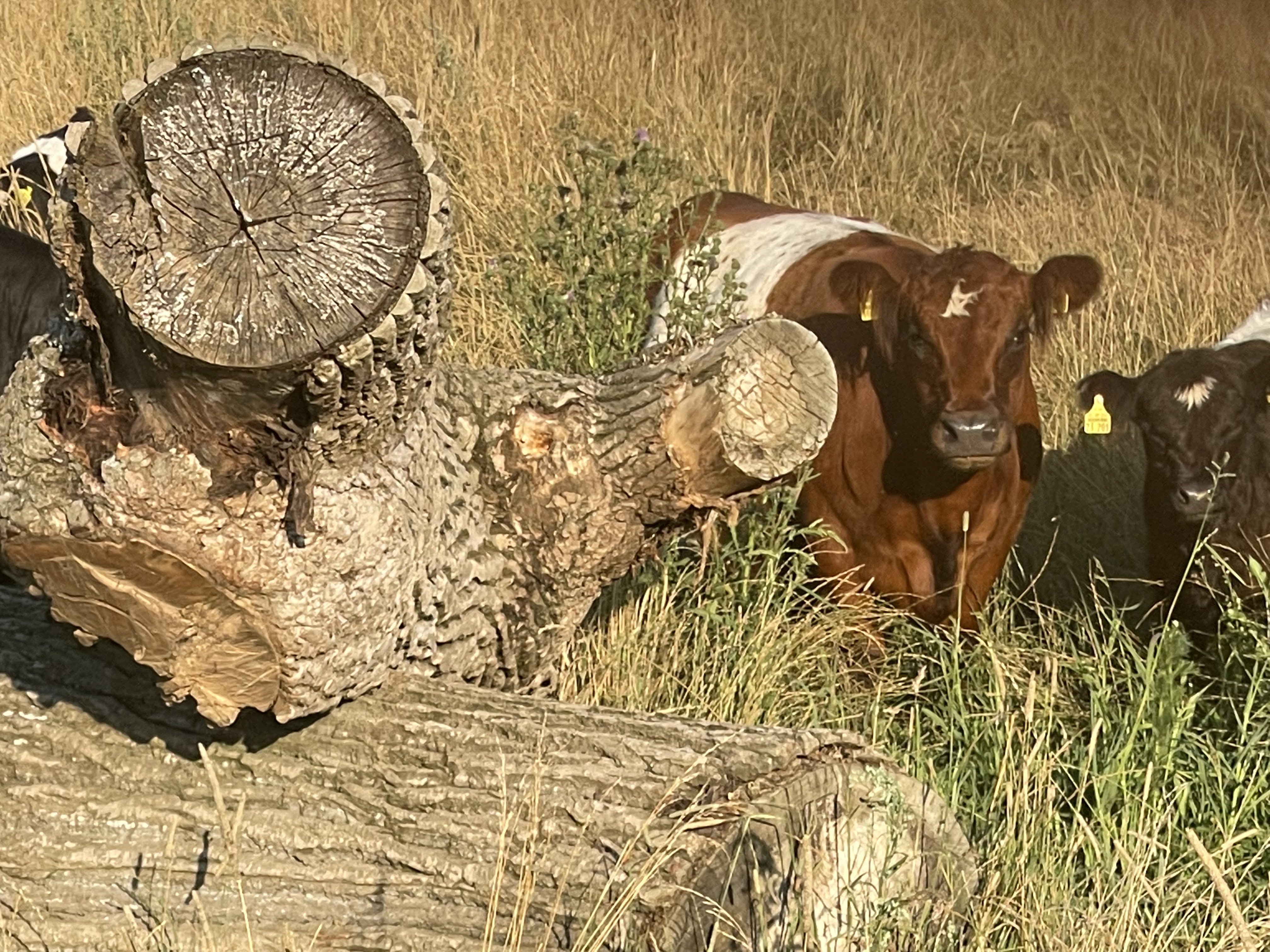 Historischer Einblick in Galloway Rinder